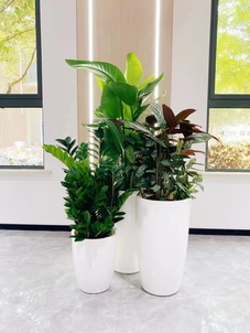 体验宁波江北专业花木租赁,拥抱自然之美